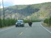 PICTURES/Yellowstone National Park - Day 3/t_Buffalo In Road.JPG